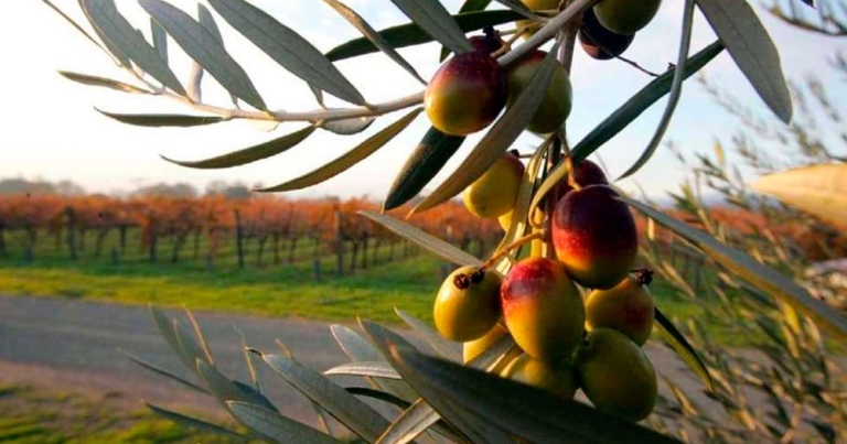 Maestría en Cultivo e Industrias del Olivo